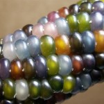 glass-gem-corn