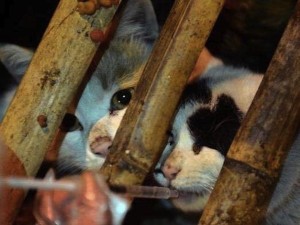 cat