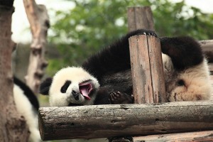 pandablood