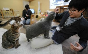 catcafe1