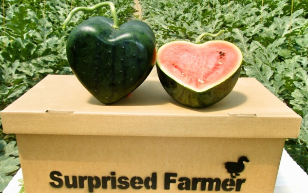 heart-shaped-watermelon